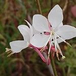 Oenothera lindheimeriKvět