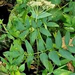 Angelica razulii Leaf