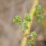 Commiphora schimperi Лист