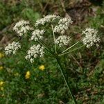 Thapsia nestleri Blüte