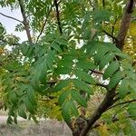 Sorbus domestica Leaf