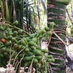 Carpoxylon macrospermum Fruto