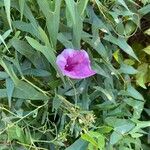 Ipomoea sagittata পাতা