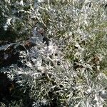 Artemisia maritima Leaf