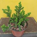 Sedum moranense Leaf
