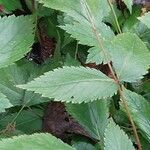 Astilbe simplicifolia Blad