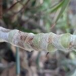 Cotyledon orbiculata Kůra