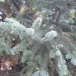 Abies pinsapoЛист