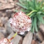 Armeria curvifoliaStaniste