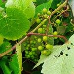 Vitis labrusca Φρούτο