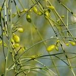 Retama monosperma Fruit