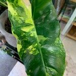 Philodendron burle-marxii Leaf