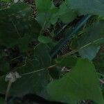 Populus deltoides Blatt