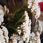 Ozothamnus diosmifolius Flor