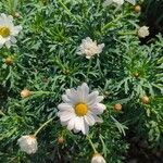 Argyranthemum frutescensപുഷ്പം