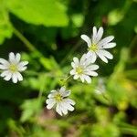 Stellaria nemorum Floare