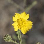 Holocarpha heermannii Flor