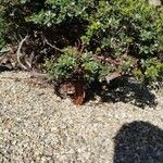 Arctostaphylos patula Blad