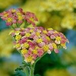 Achillea tomentosa Ďalší