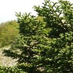 Abies nebrodensis Alia