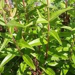 Penstemon hartwegii Leaf