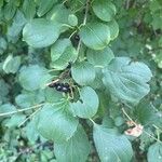 Rhamnus cathartica 葉