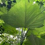 Paulownia tomentosa Leaf