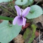 Viola odorata Cvet