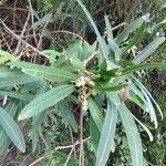 Sapium haematospermum Blad