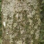 Licania densiflora Bark