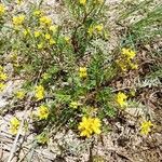 Sisymbrella aspera Blomma