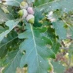 Quercus pubescens 葉