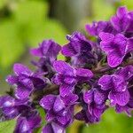 Linaria purpurea Blomst