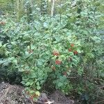 Viburnum opulus Habit