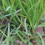 Bulbine frutescens Blad