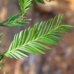 Dacrycarpus vieillardii Hoja