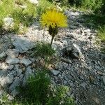 Centaurea rupestris Kukka