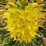 Eremurus stenophyllus Flower