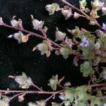 Cyananthus hookeri Yeri