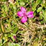 Dianthus deltoidesFlower