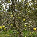 Malus domesticaFrucht