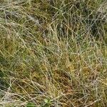 Carex pauciflora 形态