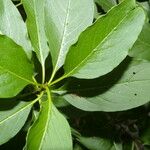 Exostema caribaeum Leaf