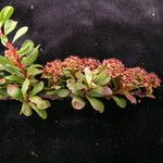 Spiraea arcuata Облик