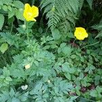 Papaver cambricum Habitus