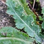 Sonchus arvensis Folha