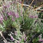 Teucrium marum Habit