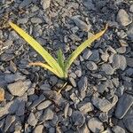 Iris setosa Leaf