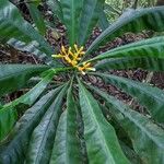 Potalia amara Hábito