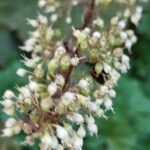 Heuchera micrantha फूल